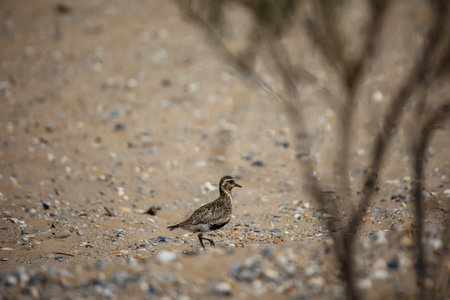A stilt-like bird found on Crete.の写真素材