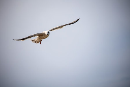 Seagull flying in the blue sky, closeup of photo. A seagull on the Baltic Sea.の写真素材