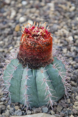 The blossom of a cactus.