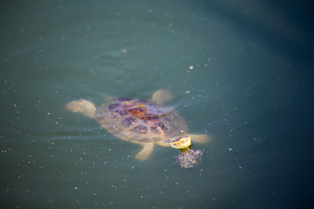 A swimming pond turtle.の写真素材