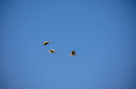 Portrait of Ardeola ralloides (squacco heron) on Crete.の写真素材