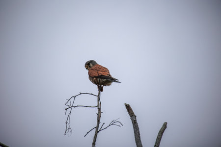 A kestrel in a tree.の写真素材