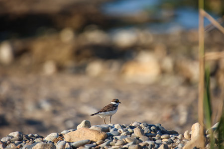 A stilt-like bird found on Crete.の写真素材