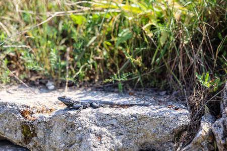 A Caucasian agama (Paralaudakia caucasia) sunbathing.の写真素材
