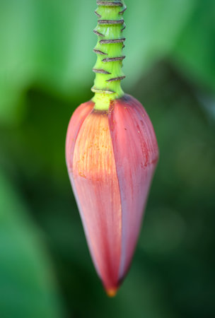 The blossom of a banana plant.の写真素材