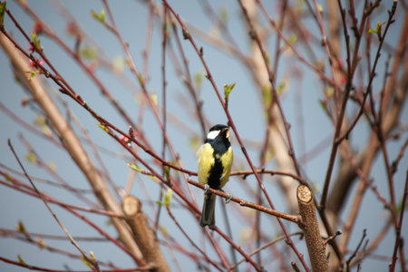 Portrait of a blue tit in the undergrowth of a bush. Great tit, Parus major, single bird on branch, Warwickshireの写真素材