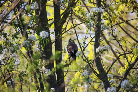 A jay in a tree.の写真素材