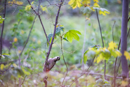 A great spotted woodpecker searches for food in the undergrowth.の写真素材