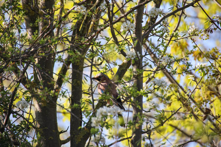 A jay in a tree.の写真素材