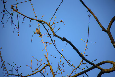 A chaffinch at the top of a tree.の写真素材
