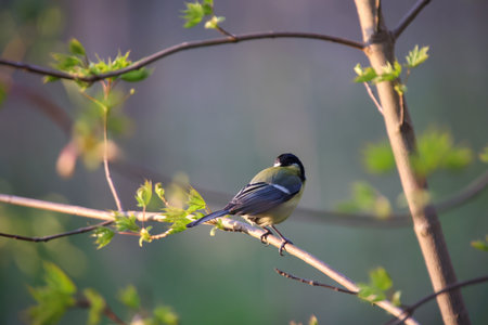 Portrait of a blue tit in the undergrowth of a bush. Great Tit, Parus major, single bird on branch, Warwickshireの写真素材