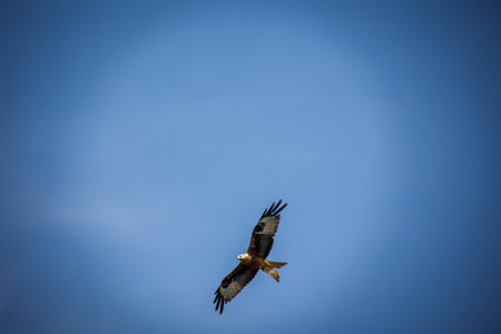 A red kite in the sky. Red kite (Milvus milvus) in flightの写真素材