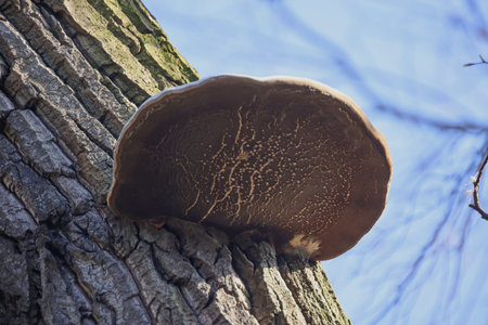 A tree fungus on the trunk of a deciduous tree.の写真素材