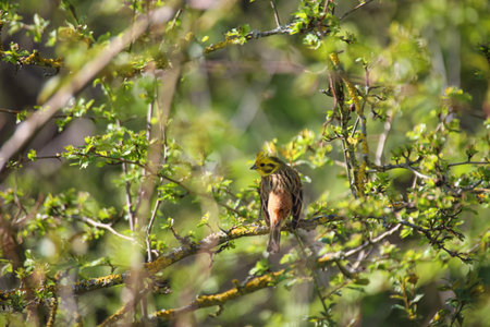 Yellowhammer, Emberiza citrinella, single bird on branch, South Africaの写真素材
