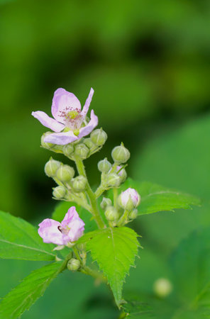 Blackberry blossoms.の写真素材