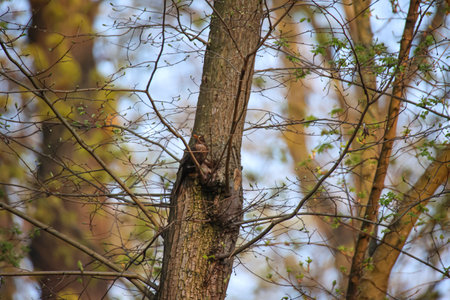 A drop on a tree.の写真素材