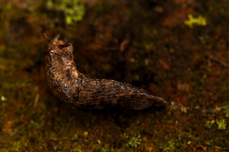 A nudibranch on a stone. Close-up of a slug crawling on the moss in the forestの写真素材
