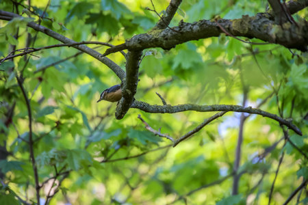 A nuthatch on a branch. Nuthatch sitting on a tree branch in the spring forest.の写真素材
