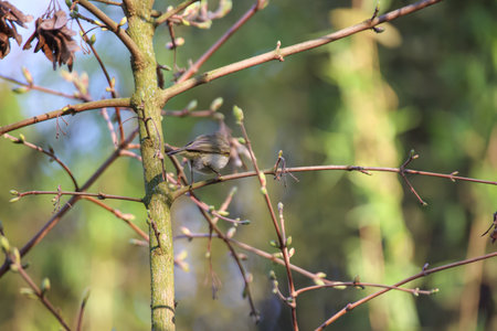 A chiffchaff in a tree.の写真素材