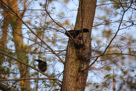 A blackbird on a tree..の写真素材