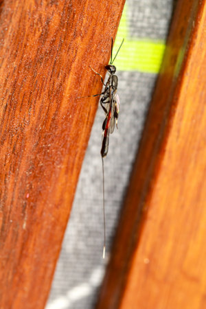 Close-up of a Tailia wasp on a wooden door. Macro. Selective focusの写真素材