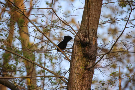 A blackbird on a tree.の写真素材