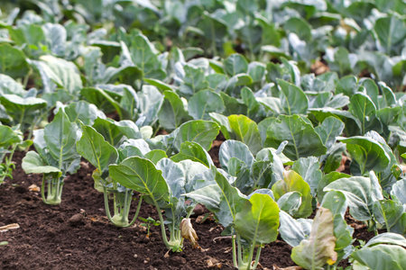 Kohlrabi plants in a garden. Organic cabbage growing in the vegetable garden. Selective focus.の写真素材
