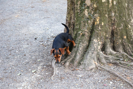 A dog stumbles on a tree.の写真素材