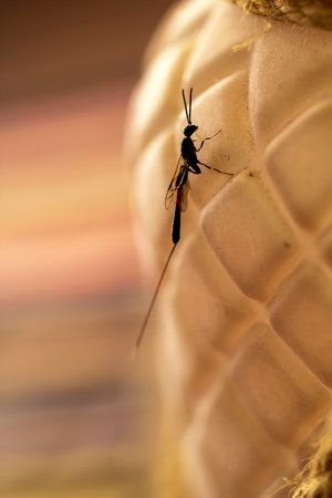 Close-up of a Tailia wasp. A mosquito sitting on a straw hat. Close up. Macro.の写真素材