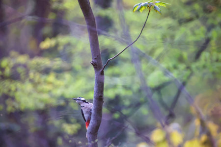 A great spotted woodpecker searches for food in the undergrowth.の写真素材