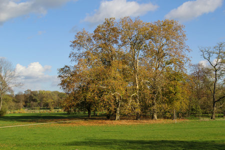 View into a park.の写真素材