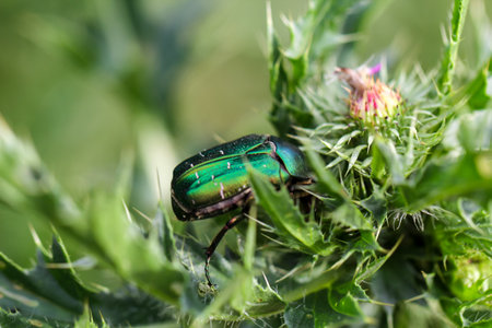 A rose chafer on a thistle. Close up of a green chafer (Cetonia aurata)の写真素材