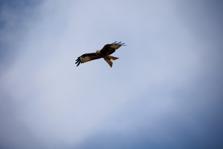 A red kite in the sky. Red kite (Milvus milvus) in flightの写真素材