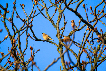 Linnets in a tree.の写真素材