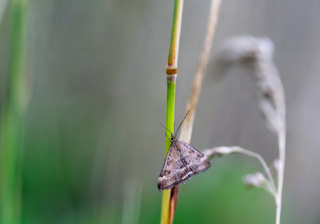 A plantain moth on a blade of grass.の写真素材