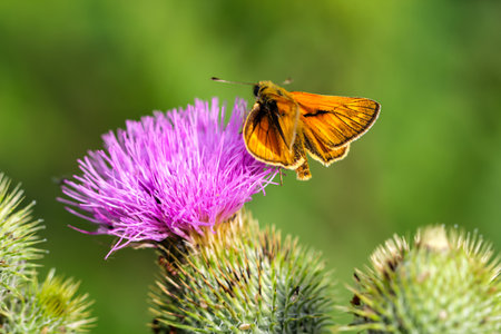 Large-headed butterfly on a thistle.の写真素材