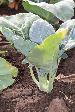 Kohlrabi plants in a garden. cabbage growing in vegetable garden, closeup of green cabbage growing in vegetable gardenの写真素材