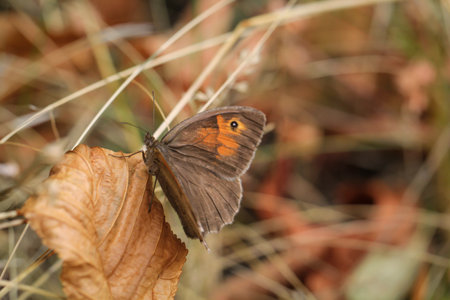 A large bull's-eye butterfly (Maniola jurtina) on a grass plant.の写真素材
