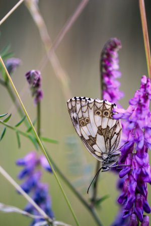 A checkered white butterfly on a flowerの写真素材