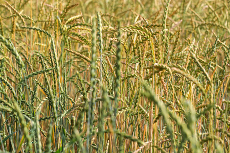 Wheat in a field. Wheat field in summer, close up of ears of wheat.の写真素材