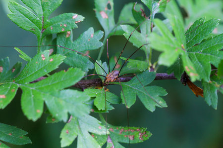 A harvestman on a leaf.