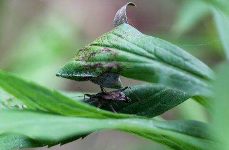 A longhorn bush robber between two leaves.の写真素材