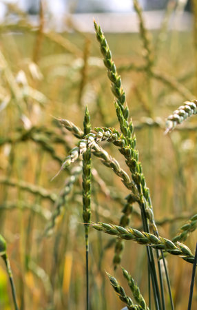 Wheat in a field. Ears of wheat in the field, shallow depth of field.の写真素材