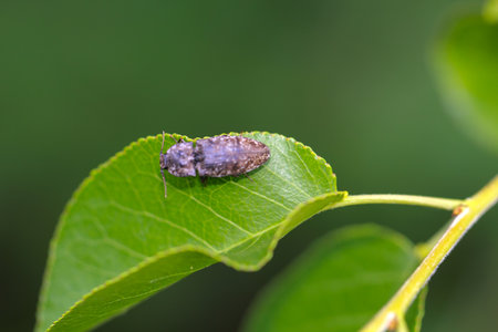 A mouse-gray click beetle on a leaf.の写真素材