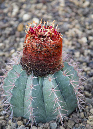The blossom of a cactus.の写真素材