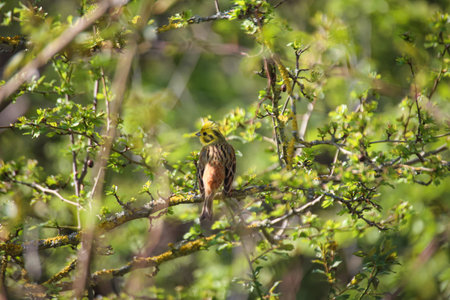 A yellowhammer in the branches of a tree. Yellowhammer (Emberiza citrinella) in a treeの写真素材