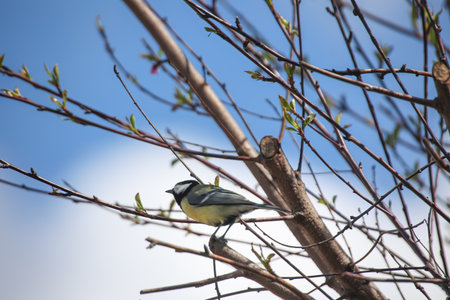 Portrait of a blue tit in the undergrowth of a bush. Blue tit (Parus caeruleus) on a branchの写真素材