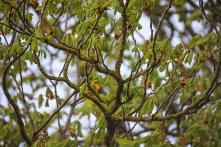 A yellowhammer in the branches of a tree.の写真素材