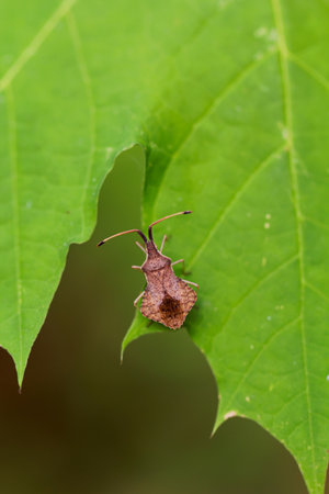 A diamond-shaped bug on a leaf. Image of brown bug on green leaf. Insect Animal. Insect Animalの写真素材
