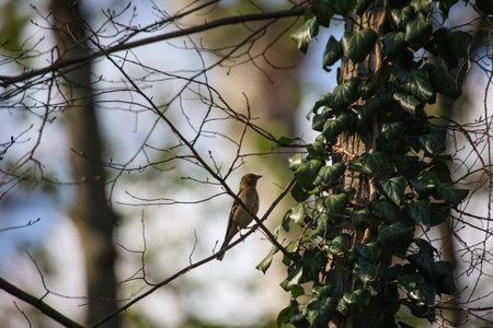 A chaffinch at the top of a tree.の写真素材